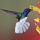 *colibri*