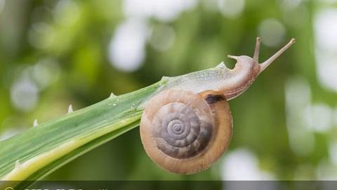 Отзыв: Сыворотка для лица с муцином улитки «Преображающая». Способна ли преобразить кожу?