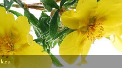 Отзыв: Гель для душа 