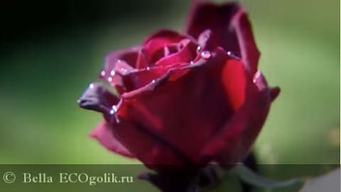 Отзыв: Косметическое средство для интенсивного ухода за чувствительной кожей Dr.Hauschka