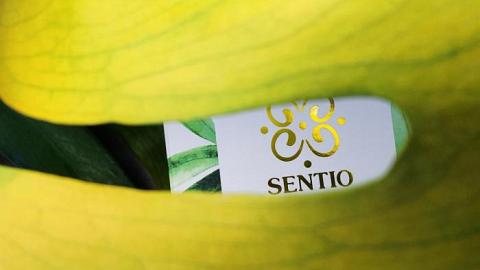 Отзыв: Не навреди! Увлажняющая бальзам-маска для волос на основе аминокислот от Sentio.