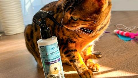 Отзыв: красивая шелковая шерстка у кота благодаря спрею для лёгкого расчёсывания ТерриториЯ 