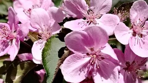 Отзыв: Воск бальзамический с заботой о ногтях и кутикуле