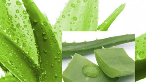 Отзыв: Гидролат Алое #лаврозелье №4 Мастерская Лавровых