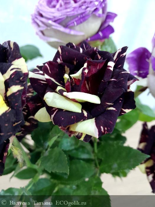 Бомбочка для ванны с афродизиаками КОКОС И МУСКАТНЫЙ ОРЕХ 🌰 SIBERINA - отзыв Экоблогера Валуева Татьяна