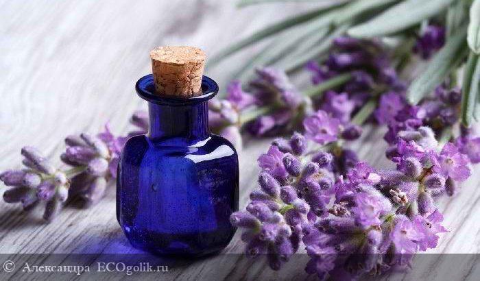     Lavender   -   