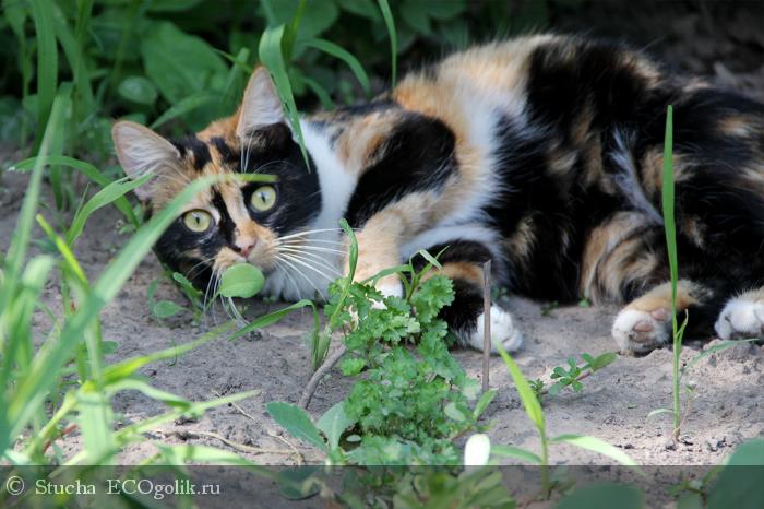 Комплекс масел для массажа Релакс SIBERINA - отзыв Экоблогера Stucha