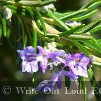 экстракт розмарина