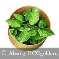 Дубовый мох