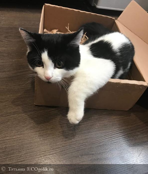 Новогодний Подарок Коту Новогодний Подарок Коту