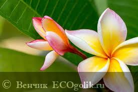 Frangipani 💞 -   