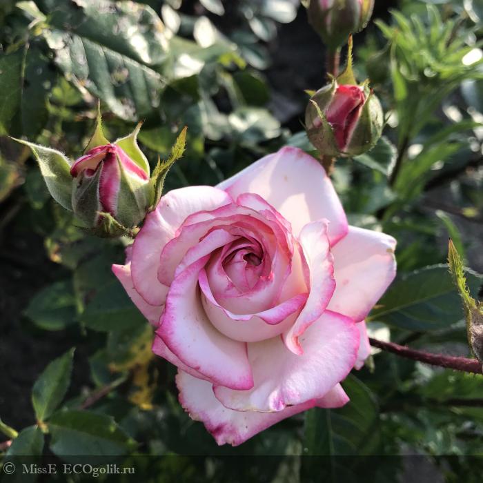 Травяная баночка - отзыв Экоблогера MissE