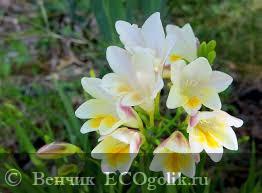  Freesia -   