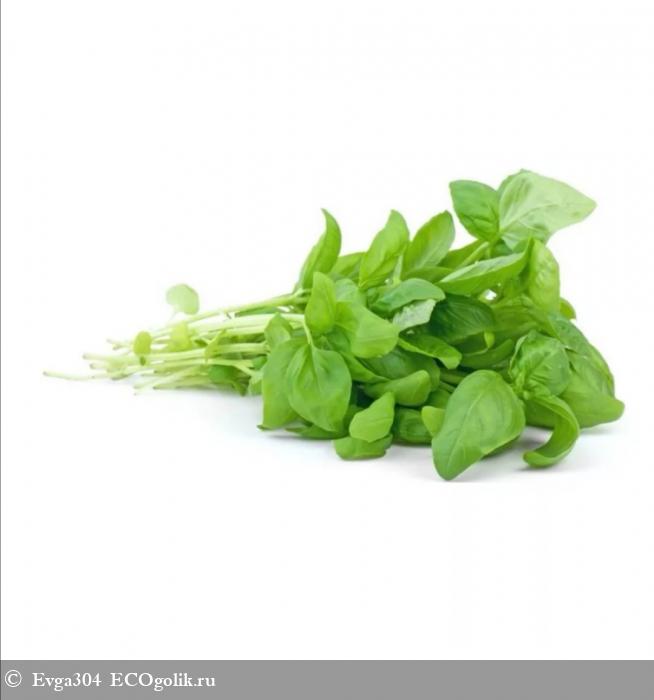 Базиликовая радость для зубов - отзыв Экоблогера Evga304