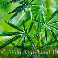 масло конопли