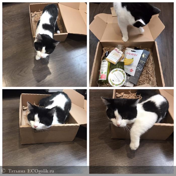 Новогодний Подарок Коту Новогодний Подарок Коту