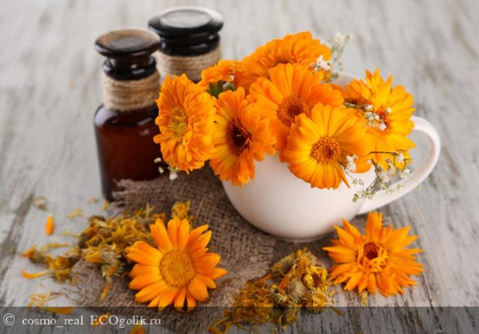  Calendula Super protect Martina Gebhardt    -   cosmo_real