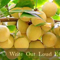 экстракт гинкго-билобо