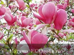    Magnolia -        Chocolatte 💖 -   