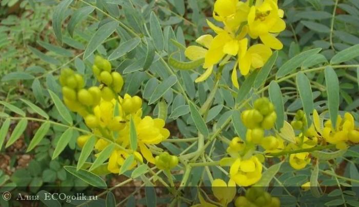 Худеем вместе  с SIBERINA - отзыв Экоблогера Алия