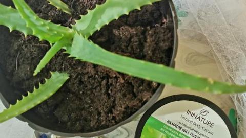 Отзыв: Масло ши и алоэ - идеальный тандем питания и увлажнения.